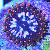 Utter Chaos Palythoa (per polyp)