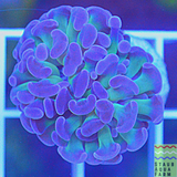 Branching Purple tip Green Hammer Coral Frag (per head)