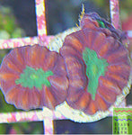 Candy Cane Trumpet Coral (one head)