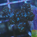 Green Kenya Tree Coral
