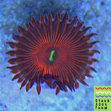Ring of Fire Zoanthid Polyp