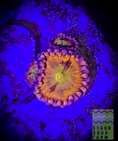 Halle Berry Zoanthid polyp