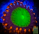 Goblin’s Fire Zoanthid polyp