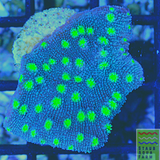 Hollywood Stunner Chalice Coral (1 + inch frag)