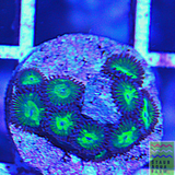 Granny Smith Apple Zoanthid frag