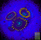 Rainbow Hornet Zoanthid polyp