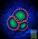 Goblin’s Fire Zoanthid polyp