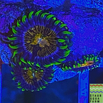 Nirvana Palythoa Coral Frag