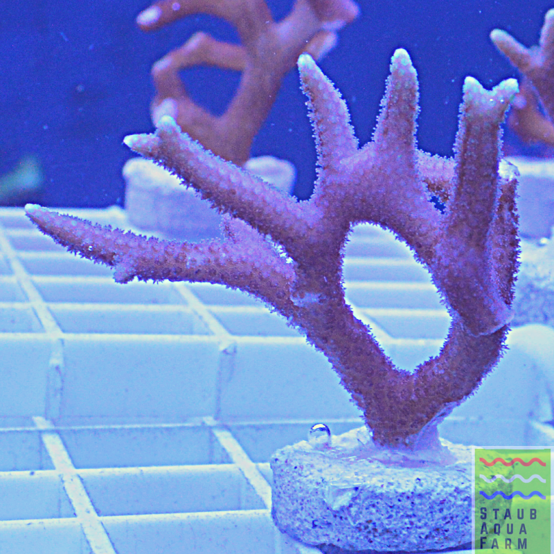 Pink Birdsnest Coral Frag – Staub Aqua Farm LLC