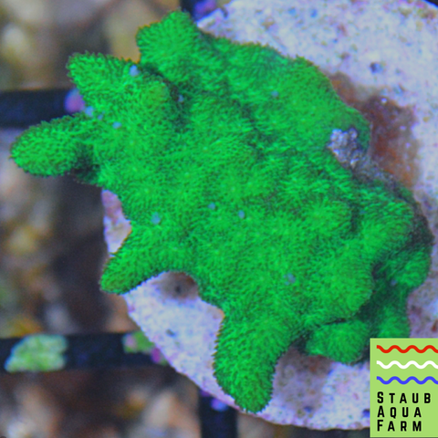 Green Psammacora Coral