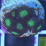 Granny Smith Apple Zoanthid frag