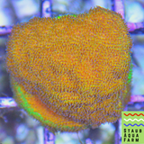 Watermelon Psammacora Coral