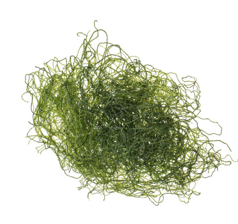 Chaeto (Spaghetti Algae) Chaetomorpha