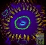 Rainbow Hornet Zoanthid polyp