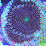 Striped Palythoa Coral Frag 3+ polyps