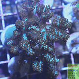 Green Kenya Tree Coral
