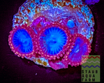 Spiderman Zoanthid Polyp