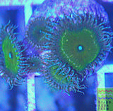 Nuclear Palythoa Coral Frag
