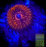 Nightcrawler Zoanthid Coral Frag
