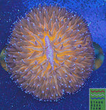 Orange Fungia Plate Coral