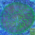 Green Fungia Plate Coral
