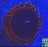 Indo Eclipse Zoanthid Polyp