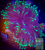 Neon Tipped Torch Coral (per head)