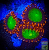 Goblin’s Fire Zoanthid polyp