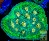 Raja Rampage Chalice Coral frag