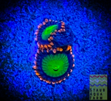 Goblin’s Fire Zoanthid polyp