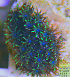 Blue/ Green Sympodium coral frag