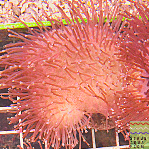 Pink Long Tentacle Toadstool Coral