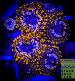 Utter Chaos Palythoa (per polyp)
