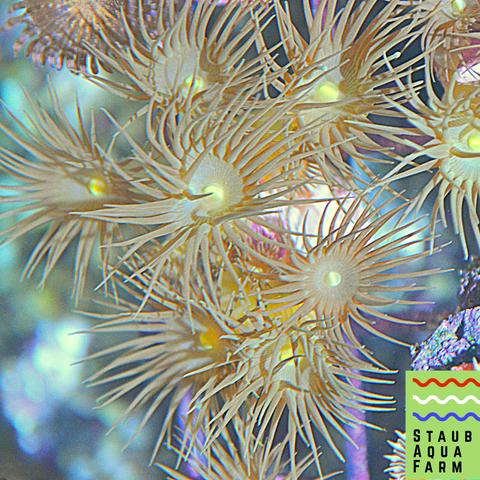 Yellow Coral Polyps