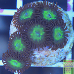 Granny Smith Apple Zoanthid frag