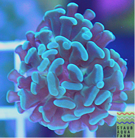 Branching Green Tip Purple Hammer Coral Frag (per head)