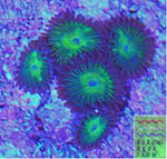 Granny Smith Apple Zoanthid frag