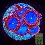 Spiderman Zoanthid Polyp