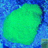 Green Psammacora Coral