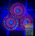 Single Magician Zoanthid polyp