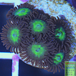 Granny Smith Apple Zoanthid frag