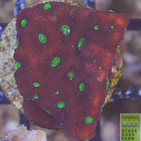War Coral Favites (1 square inch Frag)