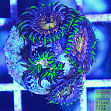 Nirvana Palythoa Coral Frag