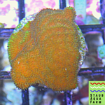 Watermelon Psammacora Coral