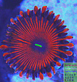 Ring of Fire Zoanthid Polyp