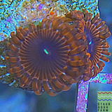 Indo Eclipse Zoanthid Polyp