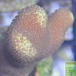 Yellow Porites Coral