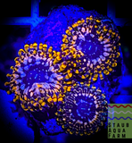 Utter Chaos Palythoa (per polyp)