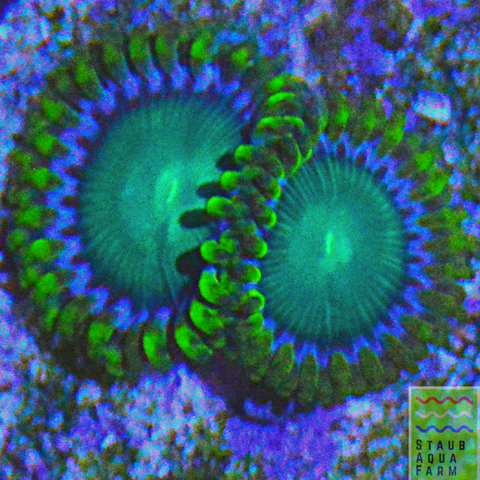 Radioactive Green Zoanthid coral frag 5+ polyps