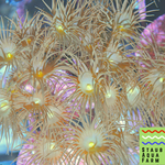 Yellow Coral Polyps